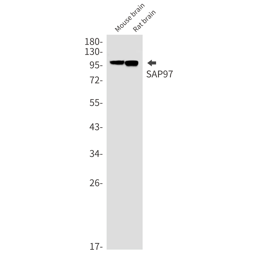 SAP97 Rabbit mAb